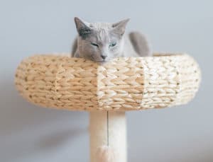 Pet Bed: a Good Product to Sell on Shopify in 2020